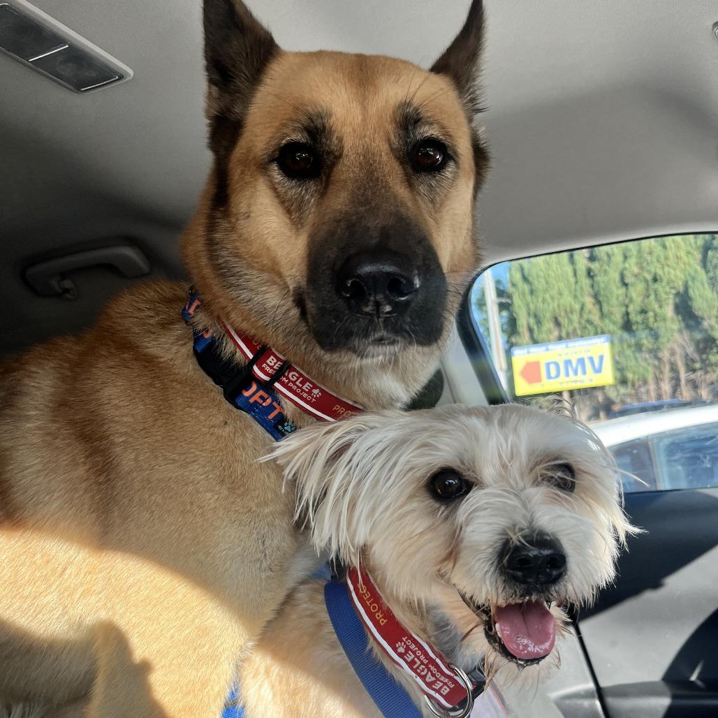 Gucci, a Adoptable mixed breed in Nowata, OK image 4/6