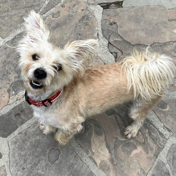 Gucci, a Adoptable mixed breed in Nowata, OK image 5/6