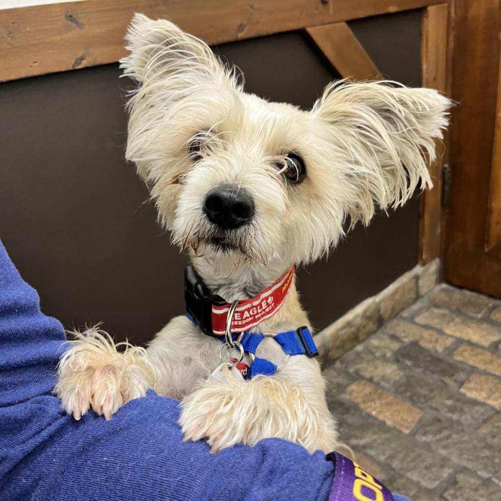 Gucci, a Adoptable mixed breed in Nowata, OK image 6/6