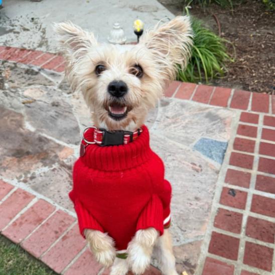 Enlarge Gucci, a Adoptable mixed breed in Nowata, OK image 6/6