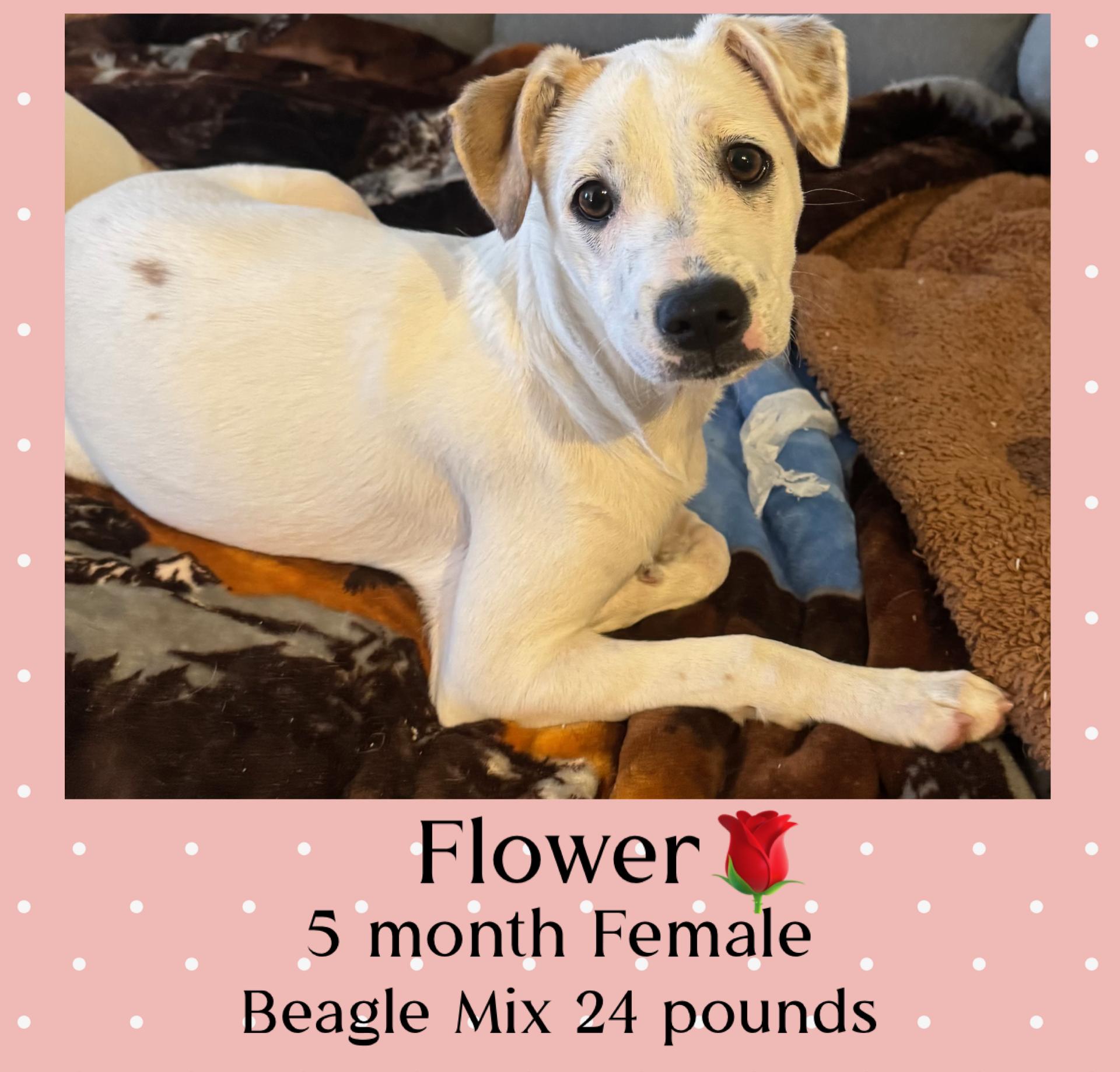 FLOWER – 5 MONTH FEMALE BEAGLE TERRIER MIX @ PETCO, 5011 E. RAY ROAD, PHX 85044 ON SATURDAY, DEC. 20, Adoptable, Puppy Female Beagle & Terrier.