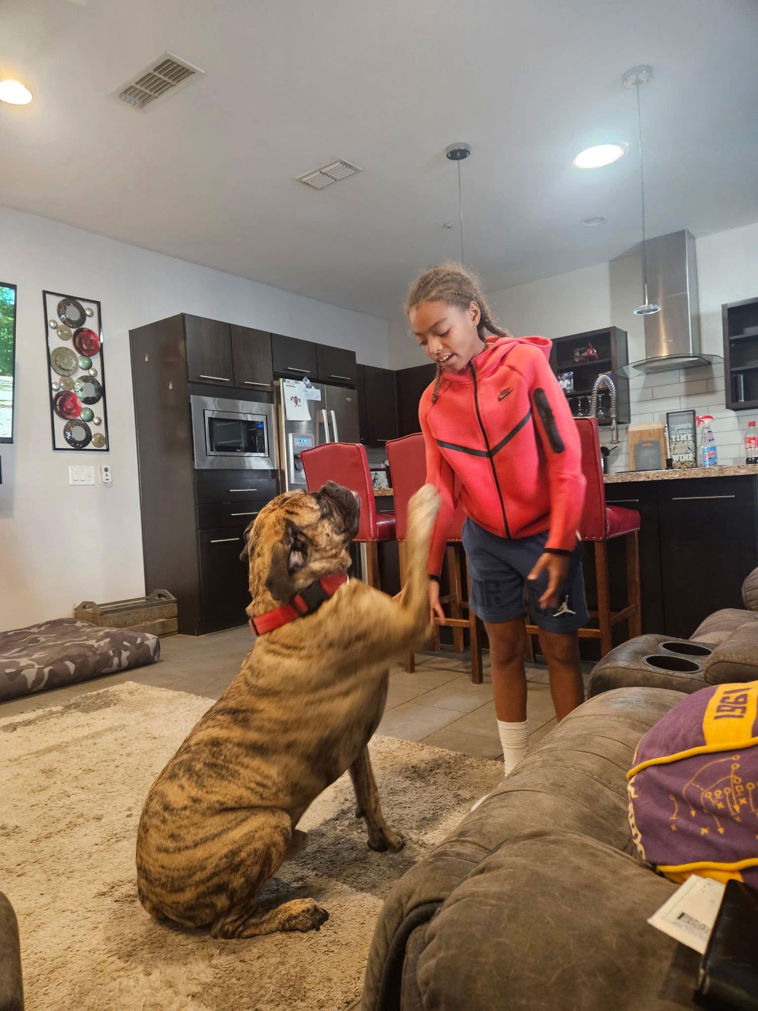 Enlarge Cooper, a Adoptable Bullmastiff in Glendale, AZ image 1/3