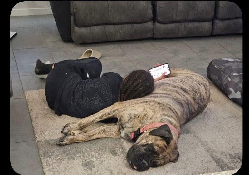 Cooper, Adoptable, Young Male Bullmastiff.