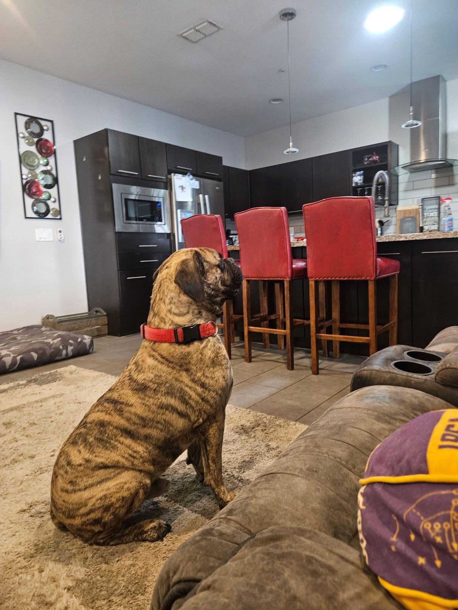 Enlarge Cooper, a Adoptable Bullmastiff in Glendale, AZ image 3/3