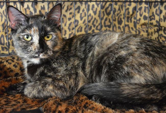 Ninah Is Affectionate!, Adoptable, Young Female Tortoiseshell.