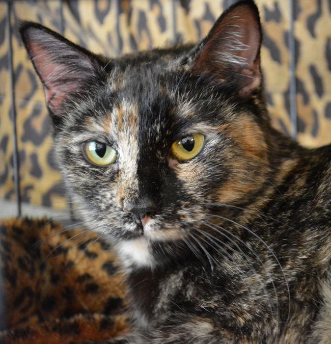 Ninah Is Affectionate!, a Adoptable Tortoiseshell in Newport Beach, CA image 2/2