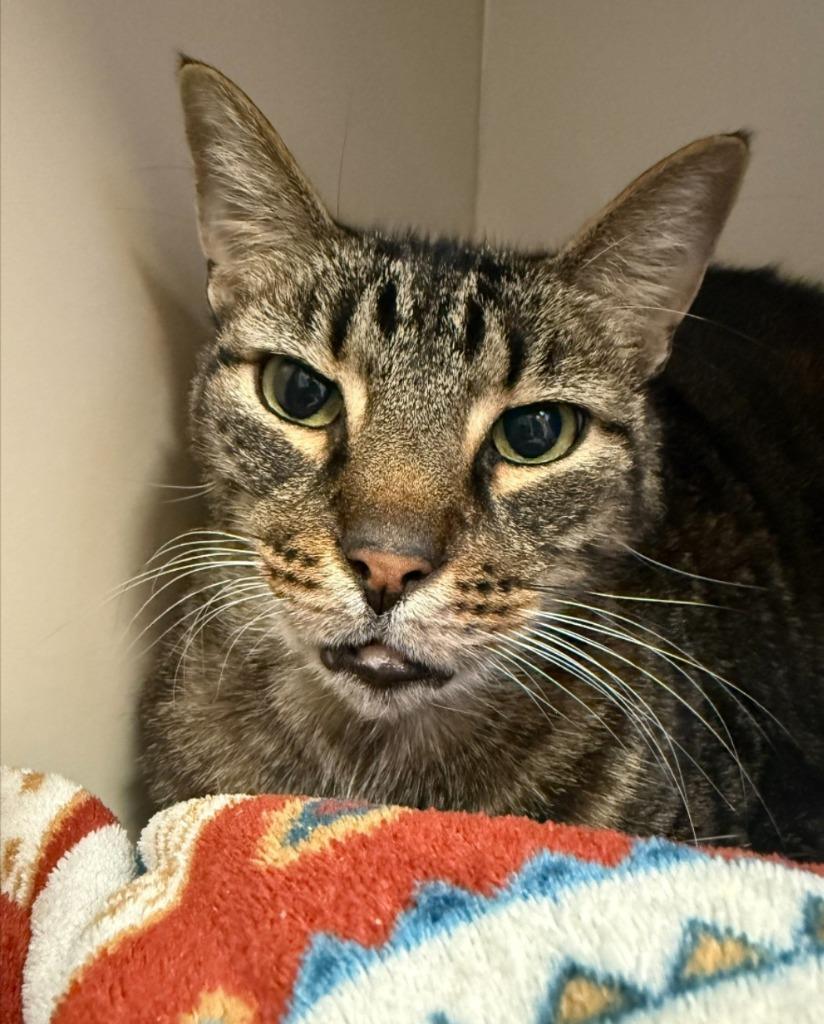 Marty, Adoptable, Adult Male Domestic Short Hair.