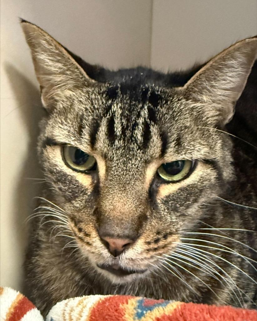 Marty, Adoptable, Adult Male Domestic Short Hair.