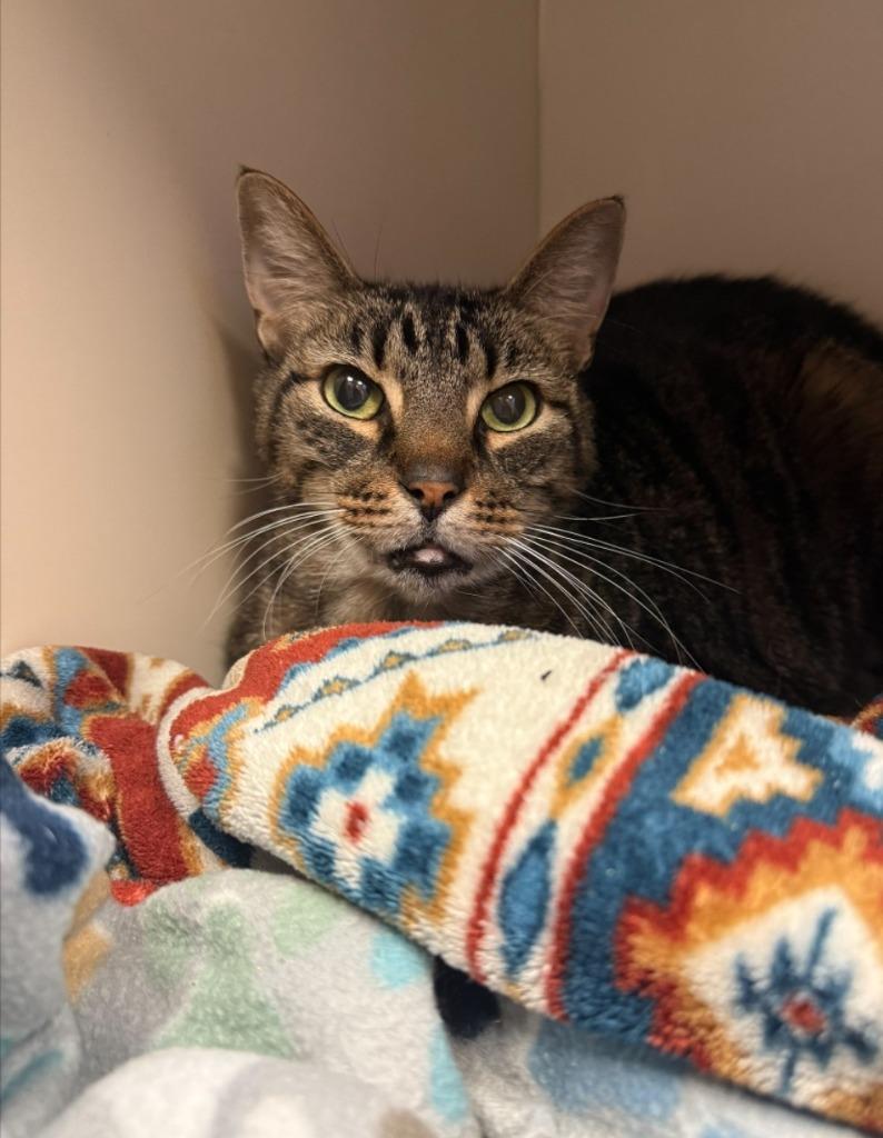 Enlarge Marty, a Adoptable mixed breed in Madison, AL image 3/3