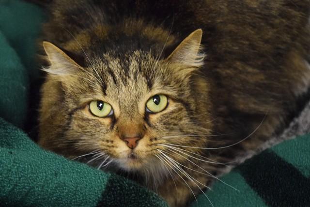 ELLE, Adoptable, Adult Female Domestic Short Hair & Domestic Short Hair.