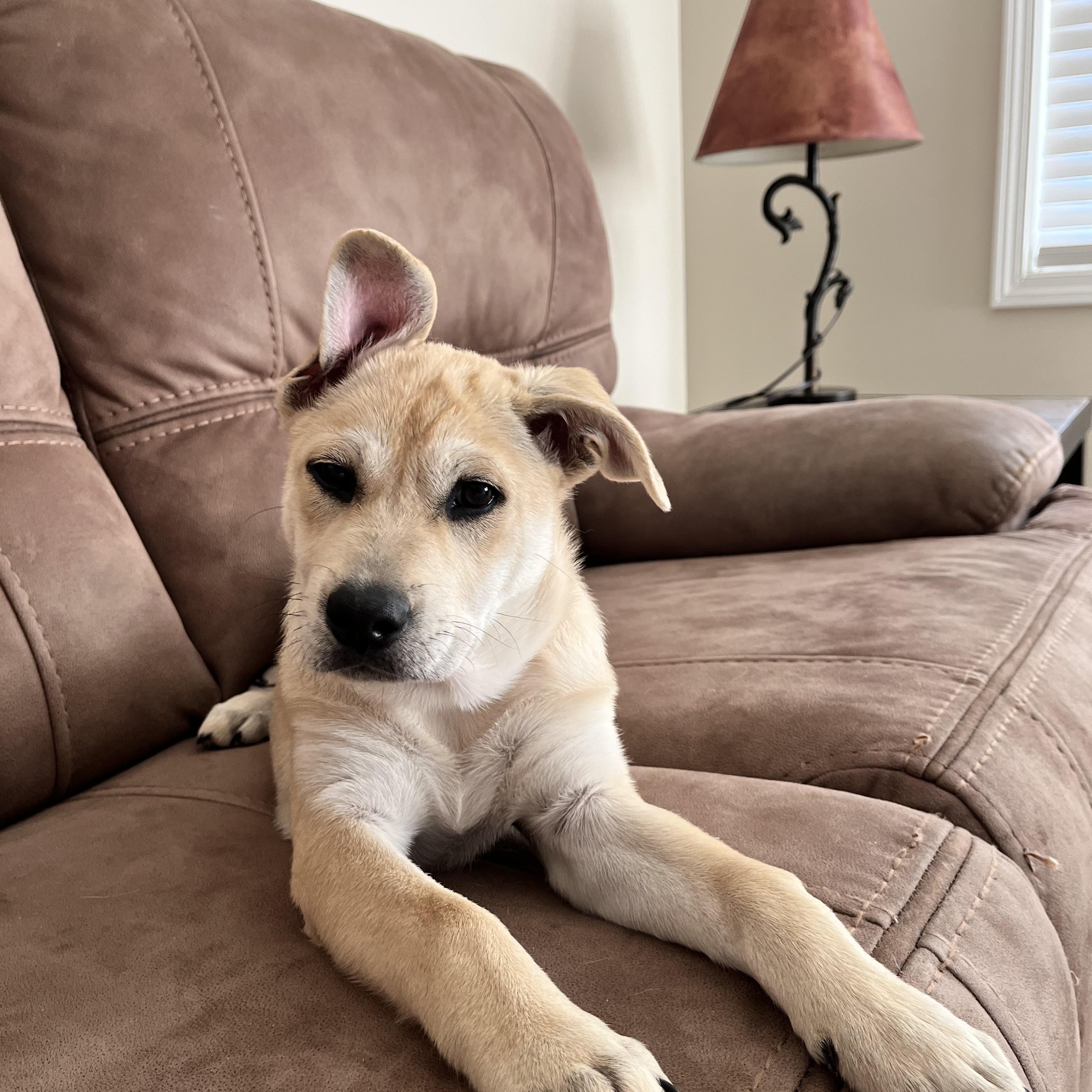 Daisy Mae, Adoptable, Puppy Female Labrador Retriever & Mixed Breed.