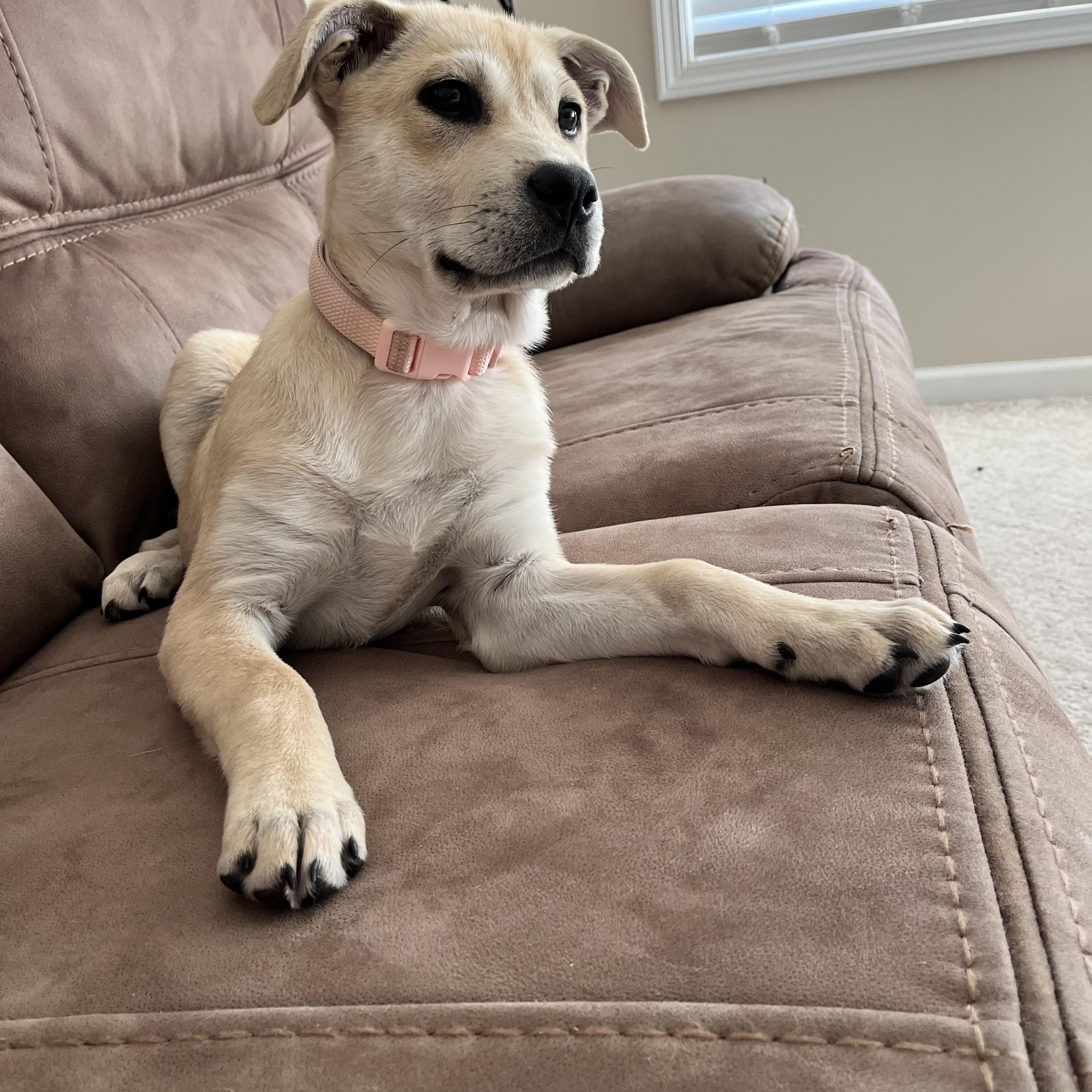 Daisy Mae, an adopted mixed breed in Kannapolis, NC image 3/5