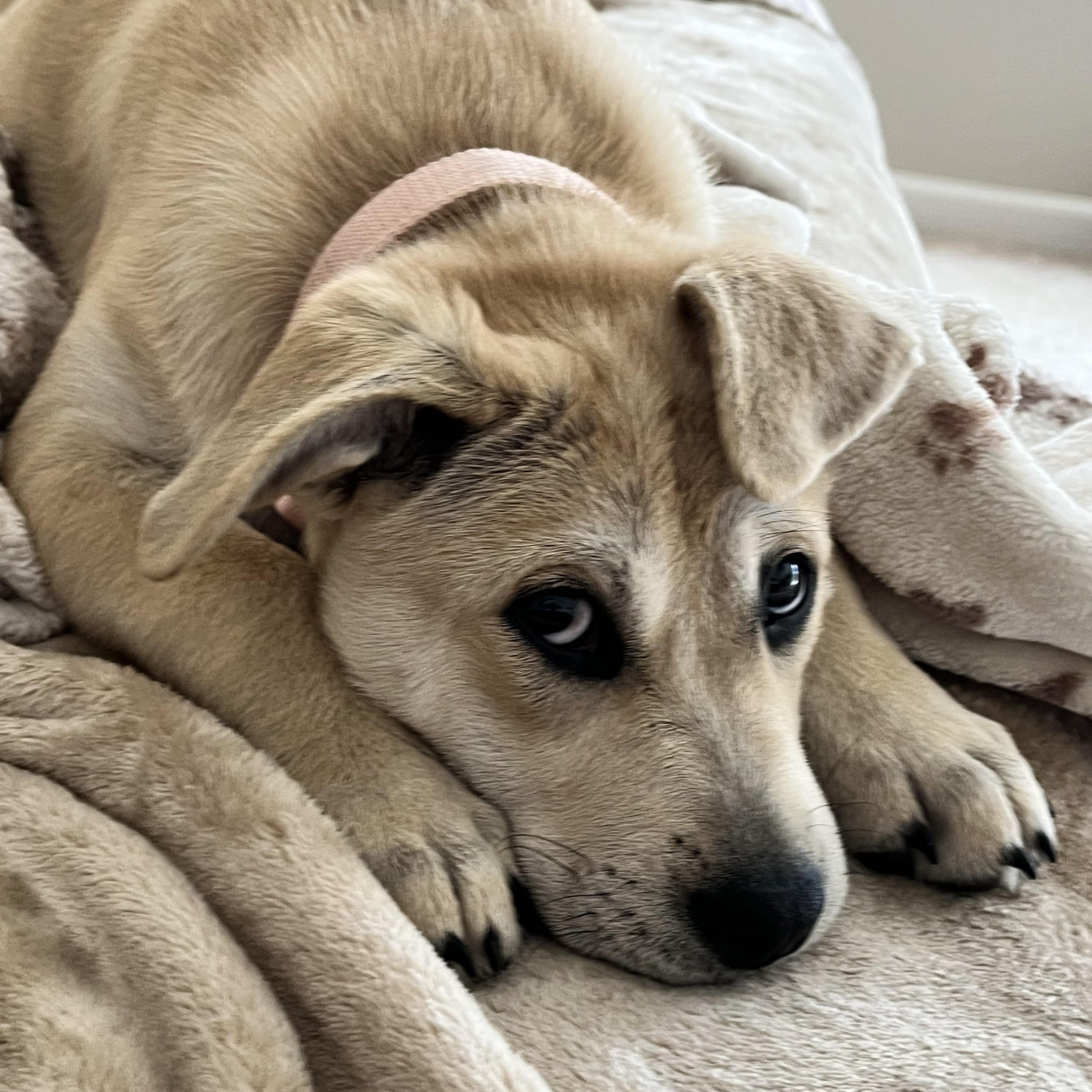 Daisy Mae, an adopted mixed breed in Kannapolis, NC image 5/5