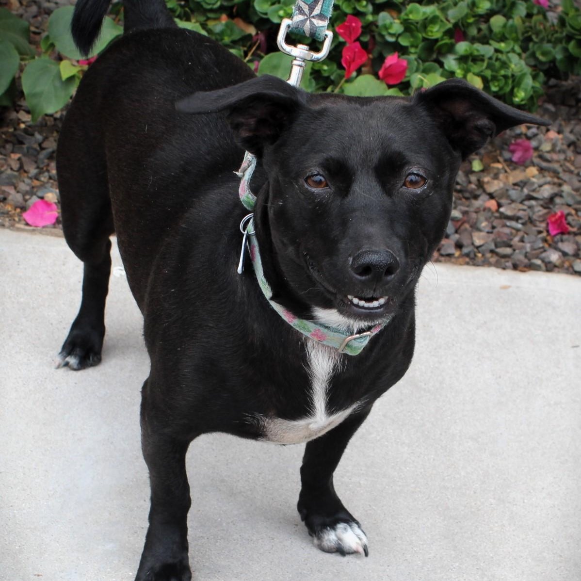 Kali, Adoptable, Adult Female Dachshund & Beagle.