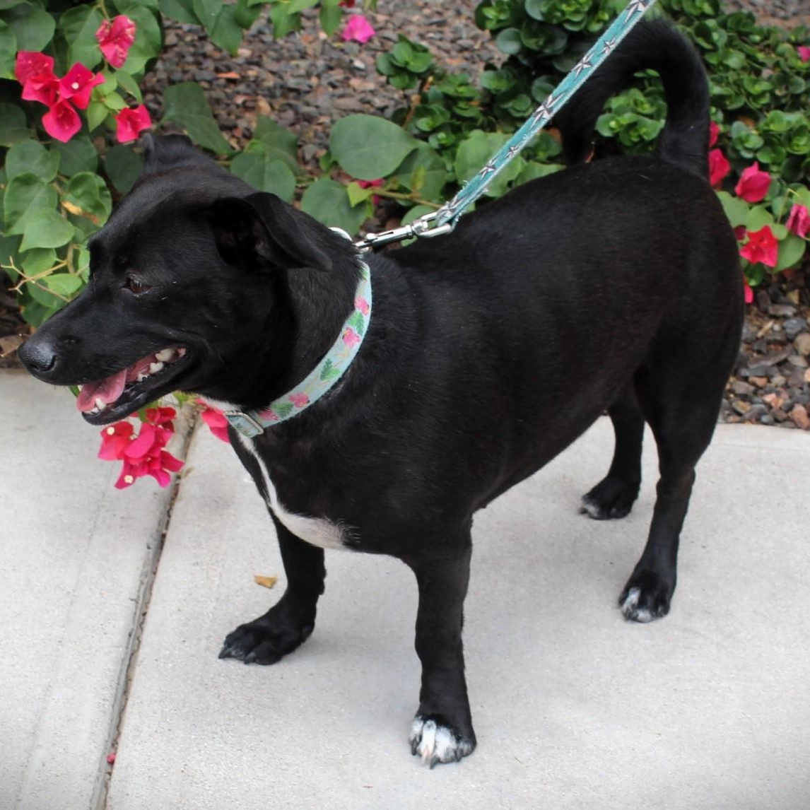 Enlarge Kali, a Adoptable mixed breed in Gilbert, AZ image 2/2