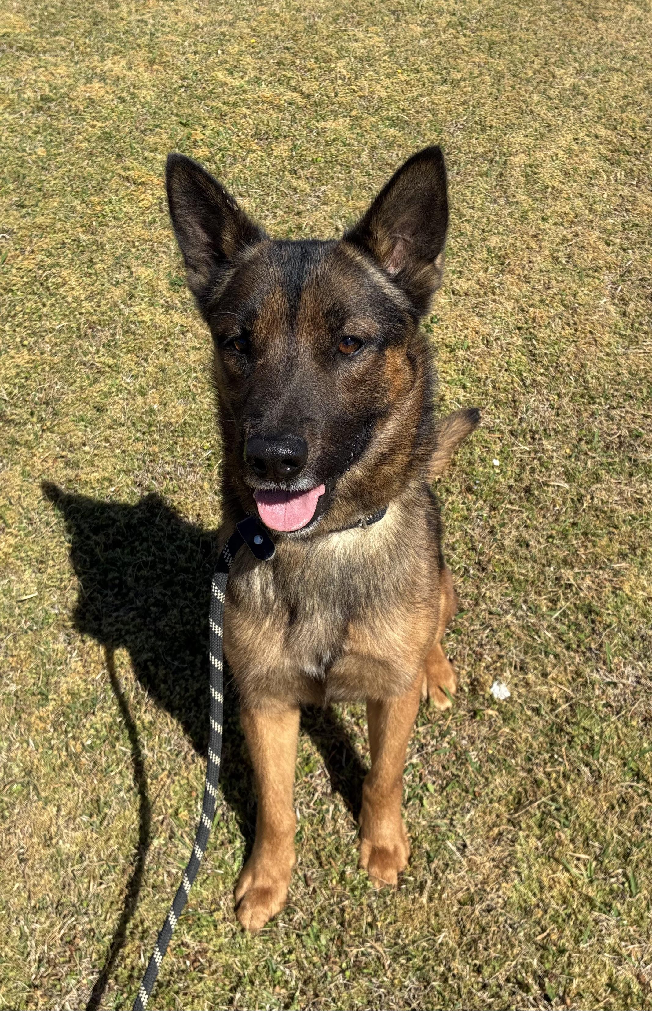 Enlarge Collin, a Adoptable mixed breed in Senatobia, MS image 2/4