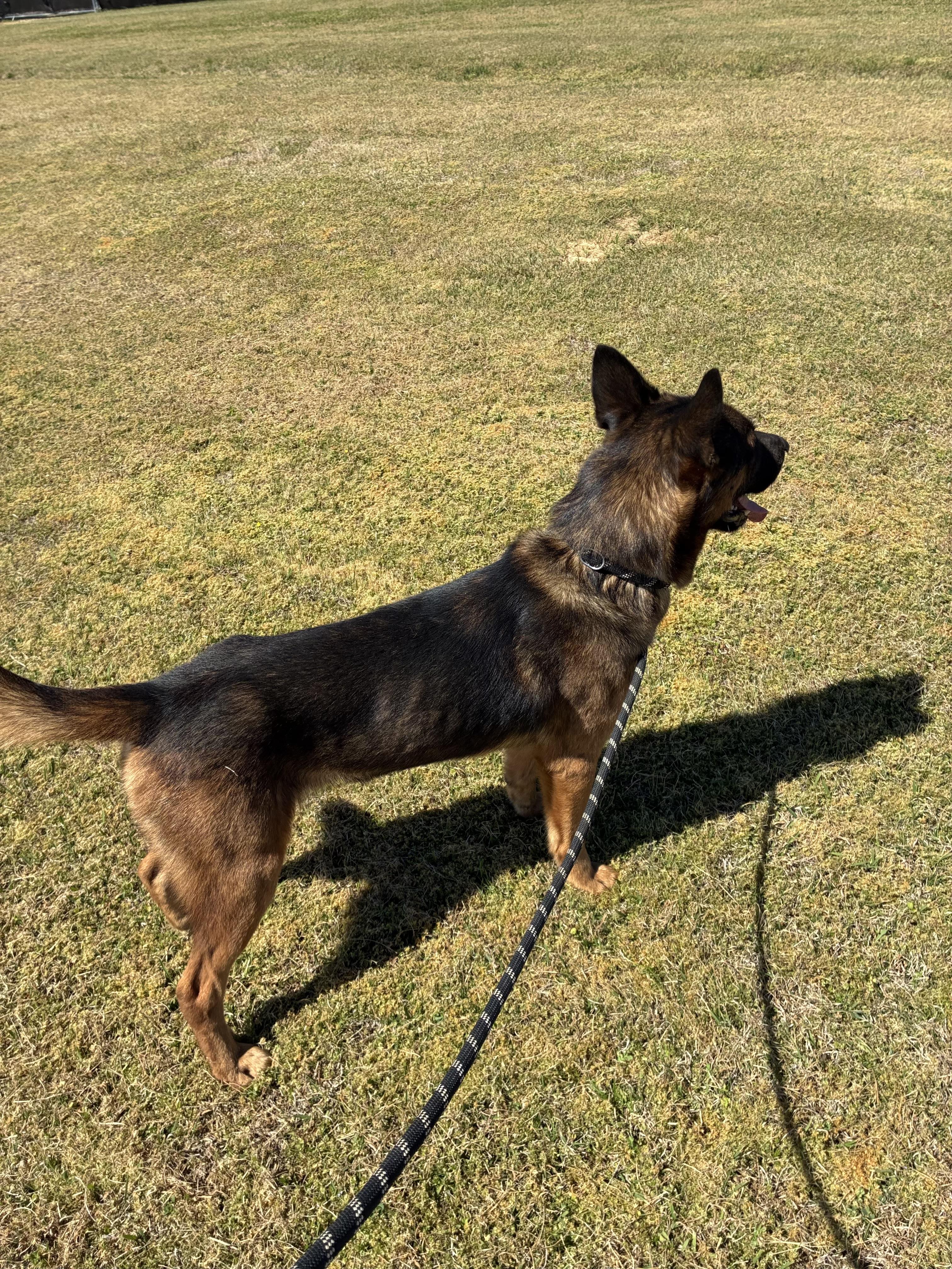 Enlarge Collin, a Adoptable mixed breed in Senatobia, MS image 4/4