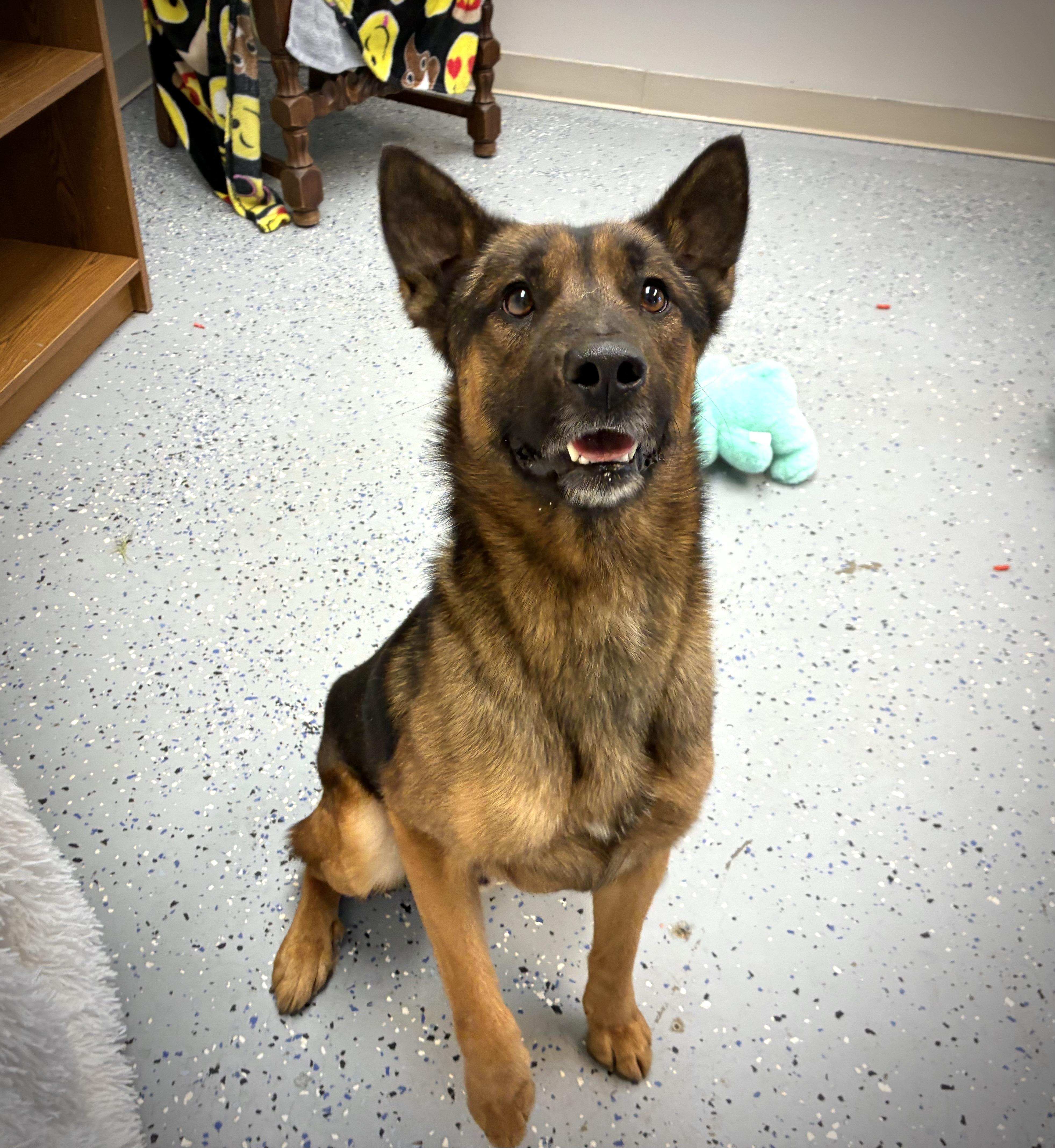 Enlarge Collin, a Adoptable mixed breed in Senatobia, MS image 3/4