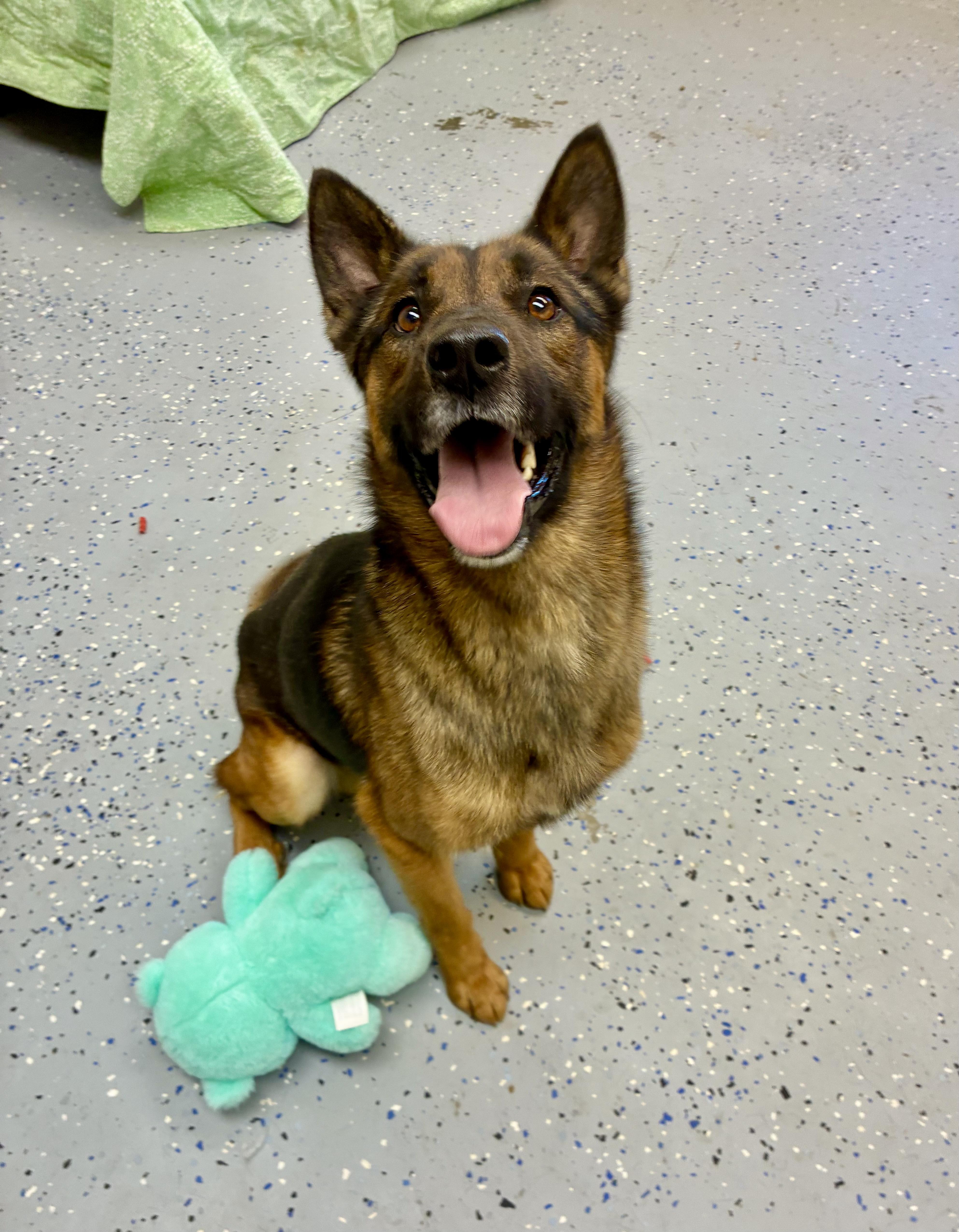 Enlarge Collin, a Adoptable mixed breed in Senatobia, MS image 1/4