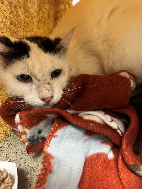 TOBY, Adoptable, Young Male Domestic Short Hair.