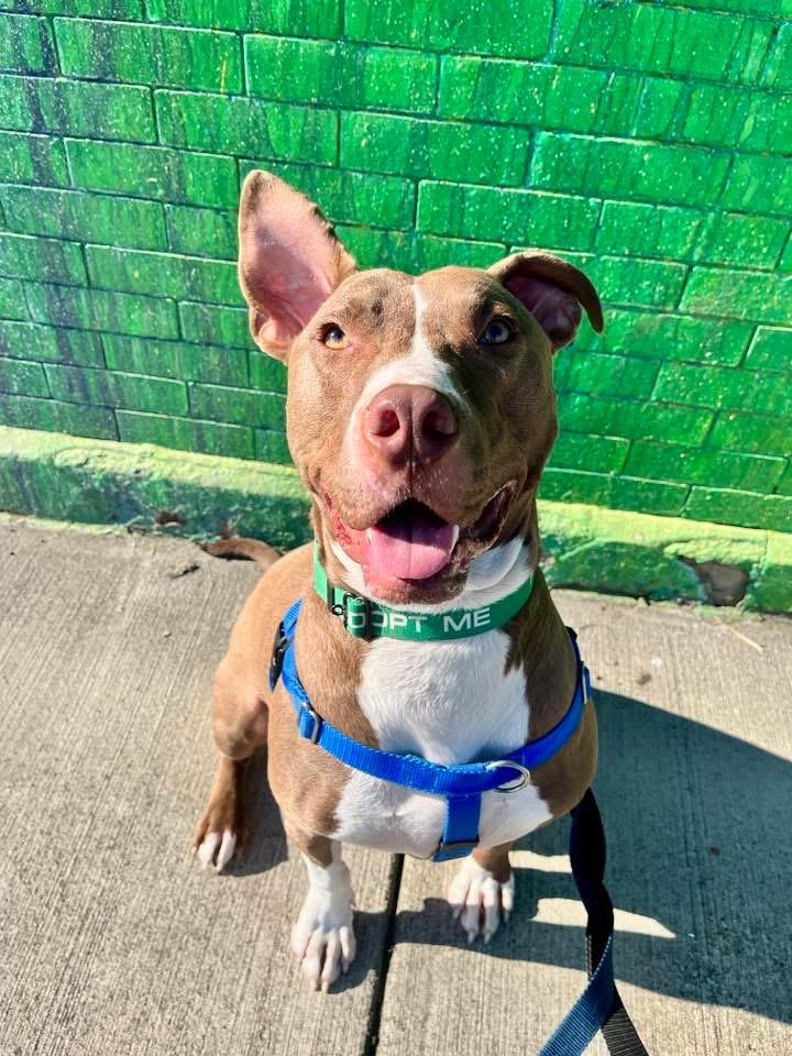 Jed, Adoptable, Young Male Terrier & Pit Bull Terrier.