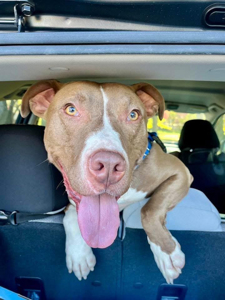 Jed, a Adoptable mixed breed in Cleveland, OH image 2/6