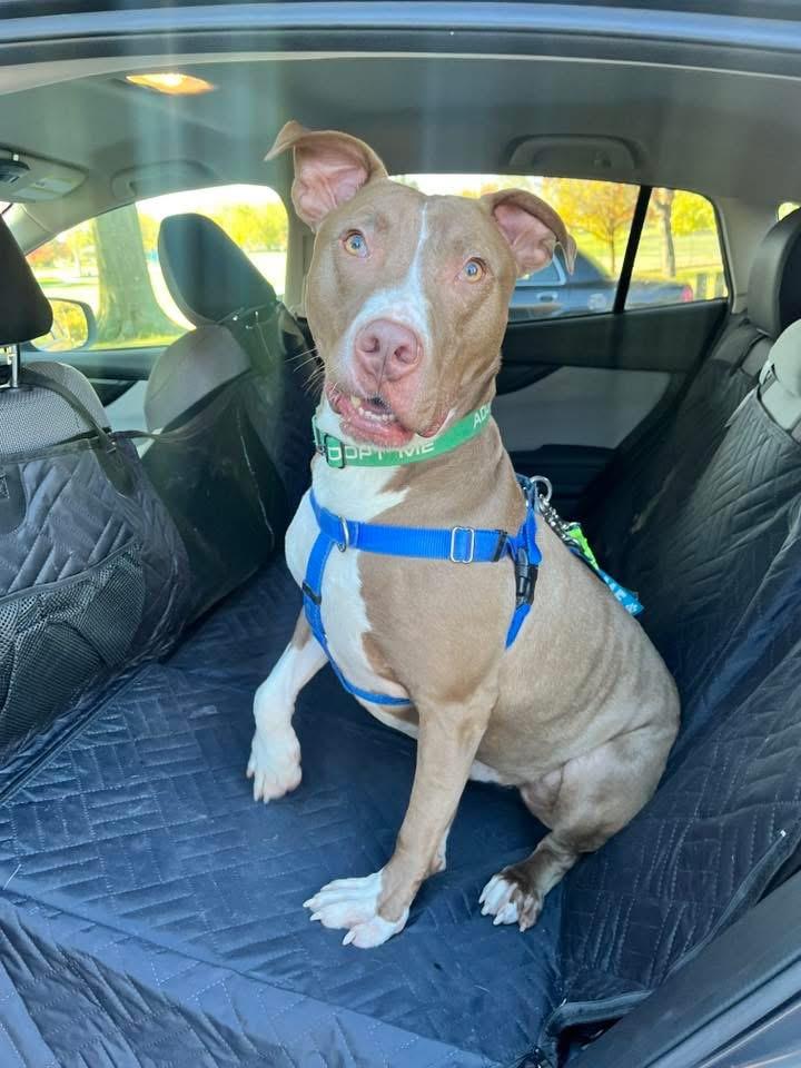 Jed, a Adoptable mixed breed in Cleveland, OH image 5/6