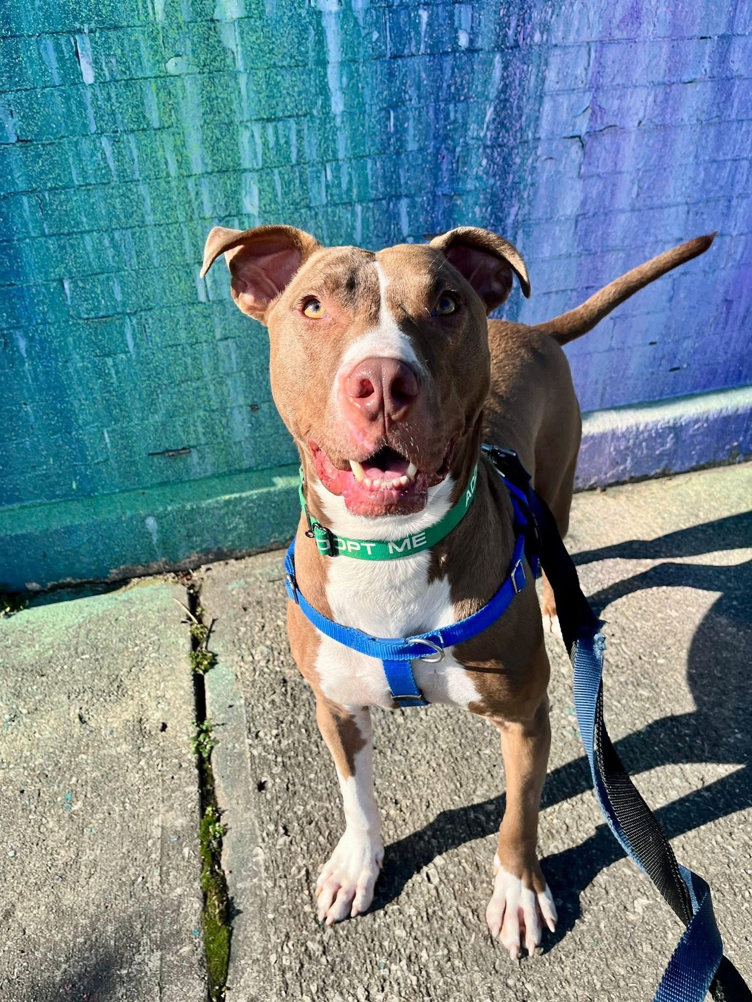 Jed, an adoptable Terrier, Pit Bull Terrier in Cleveland, OH, 44102 | Photo Image 5