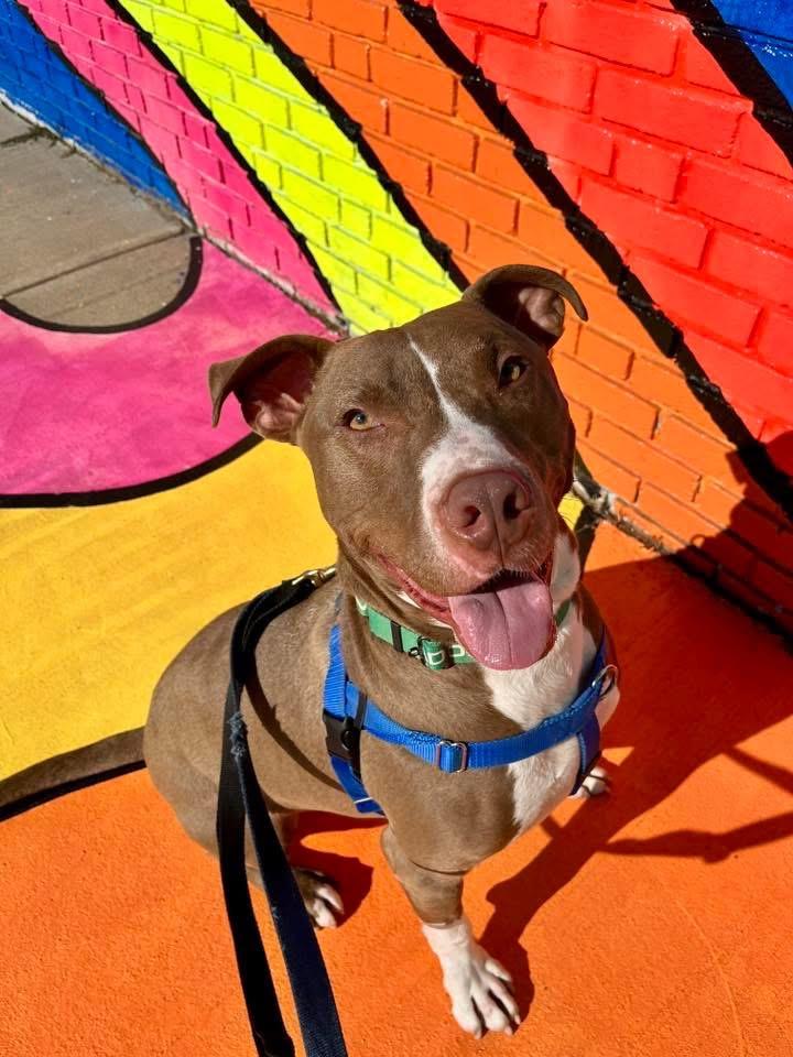 Jed, a Adoptable mixed breed in Cleveland, OH image 4/6