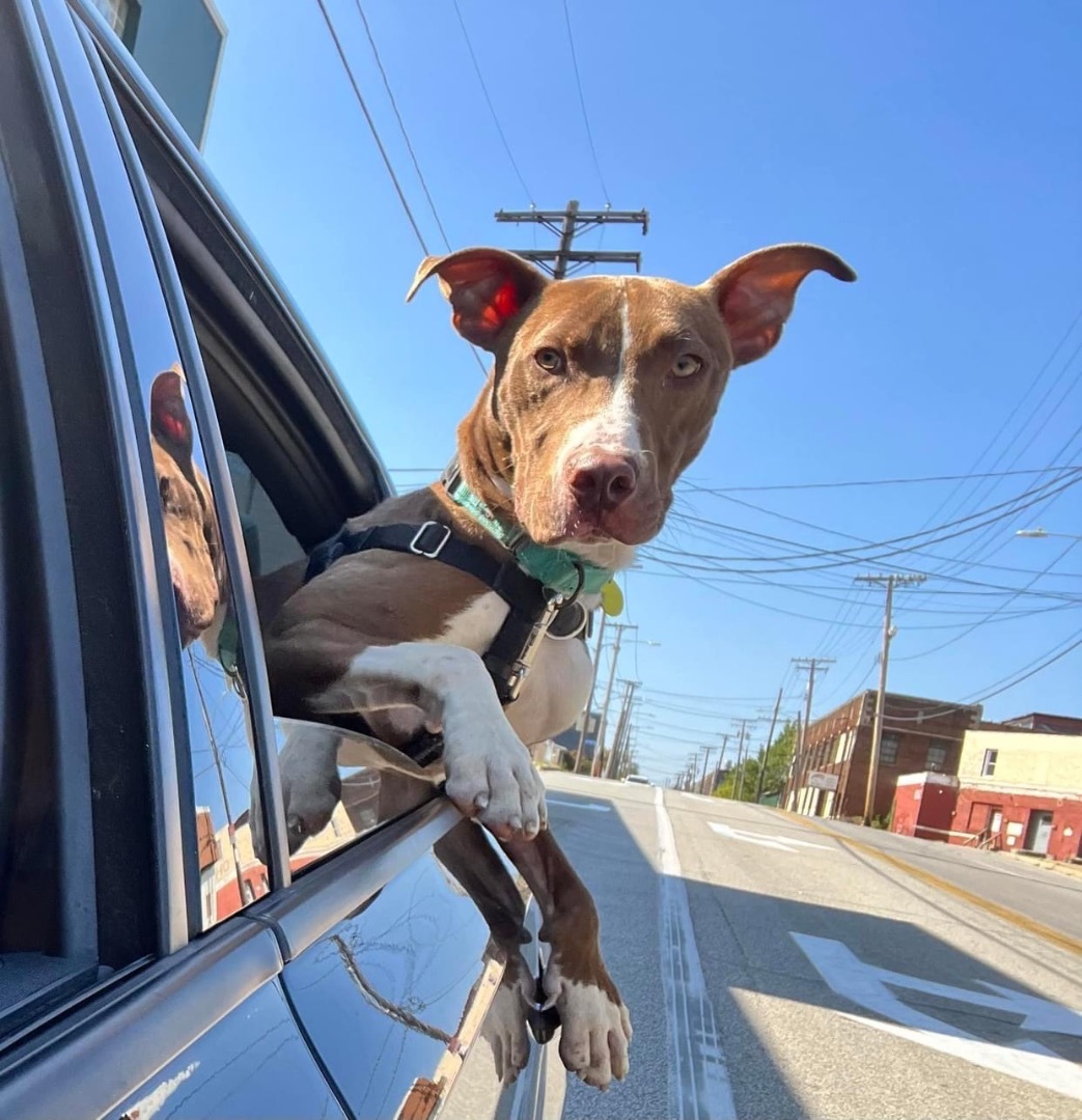 Jed, a Adoptable mixed breed in Cleveland, OH image 3/6
