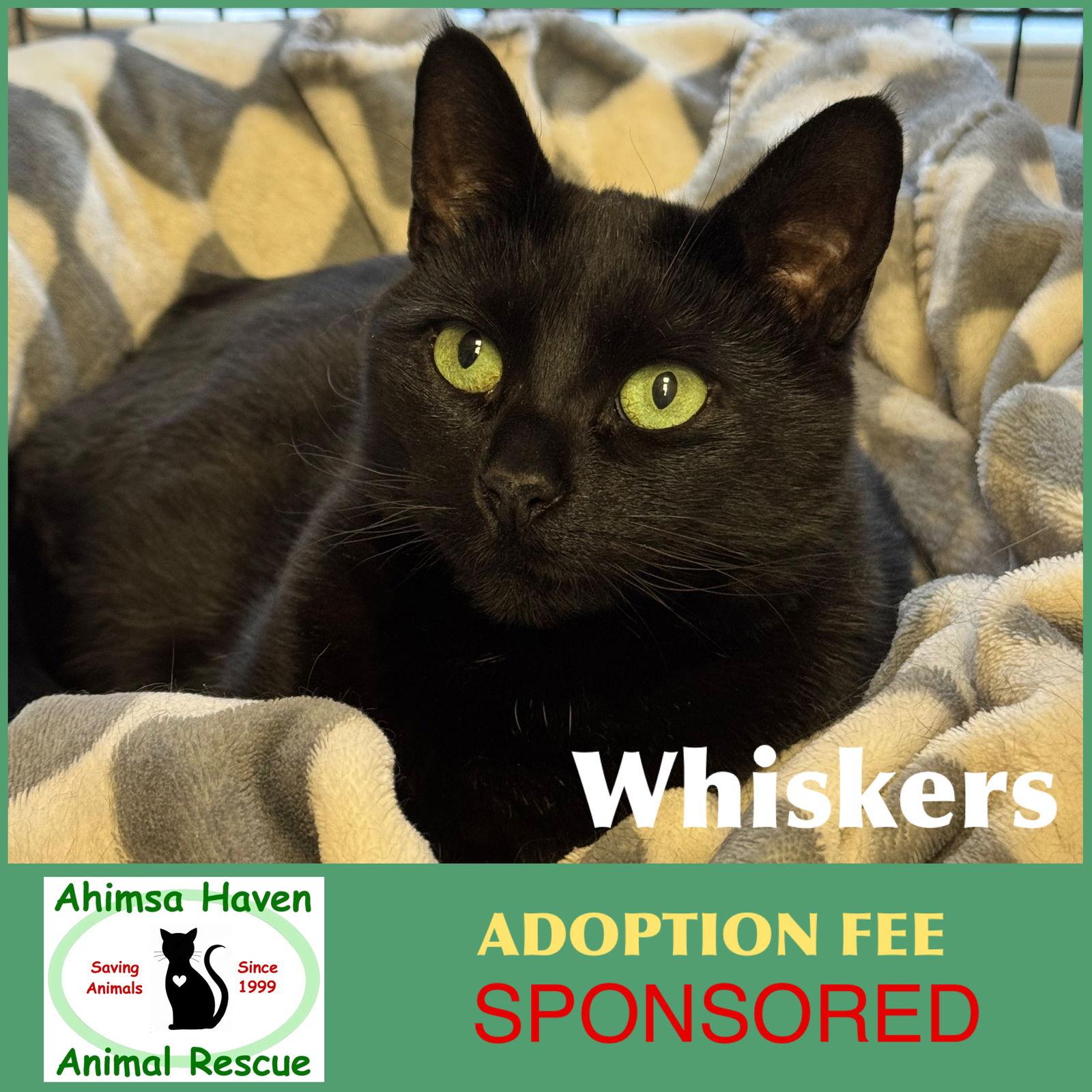 Whiskers, Adoptable, Adult Female Domestic Short Hair.