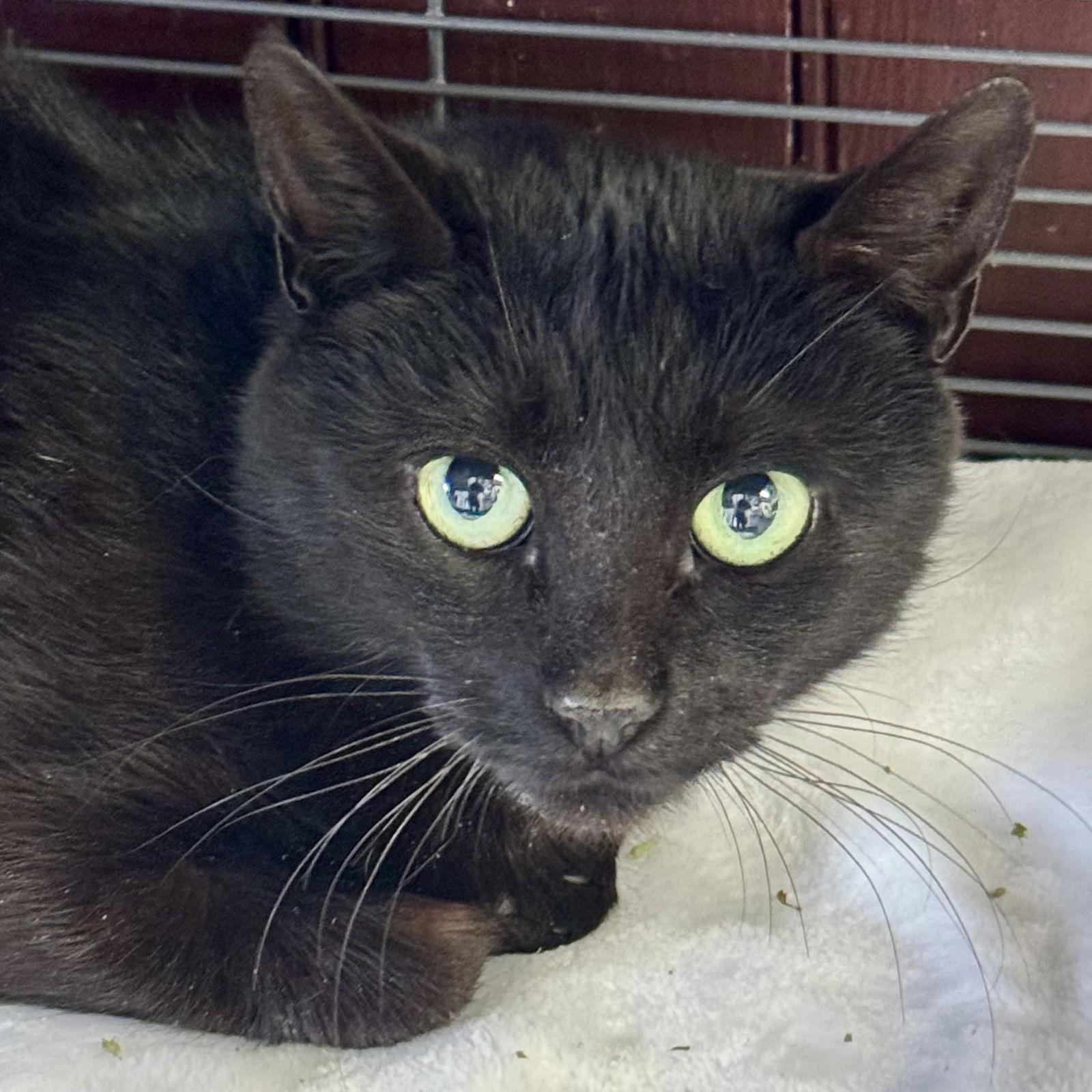 Whiskers, a Adoptable Domestic Short Hair in Winchendon, MA image 2/3