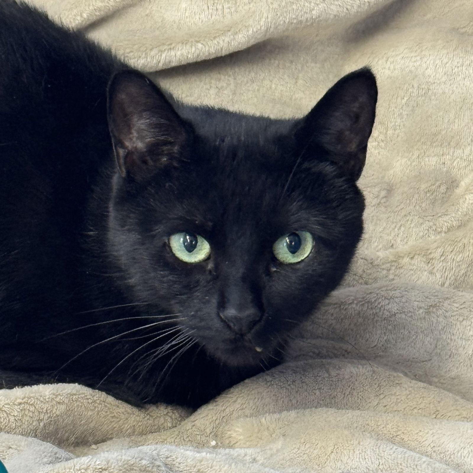 Whiskers, a Adoptable Domestic Short Hair in Winchendon, MA image 3/3