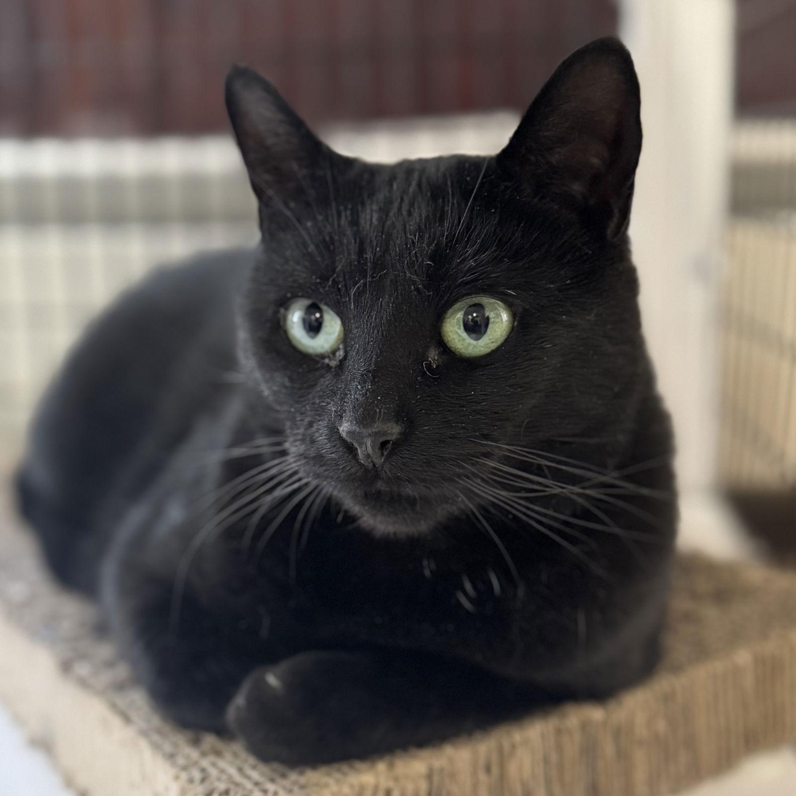 Enlarge Whiskers, a Adoptable Domestic Short Hair in Winchendon, MA image 2/3