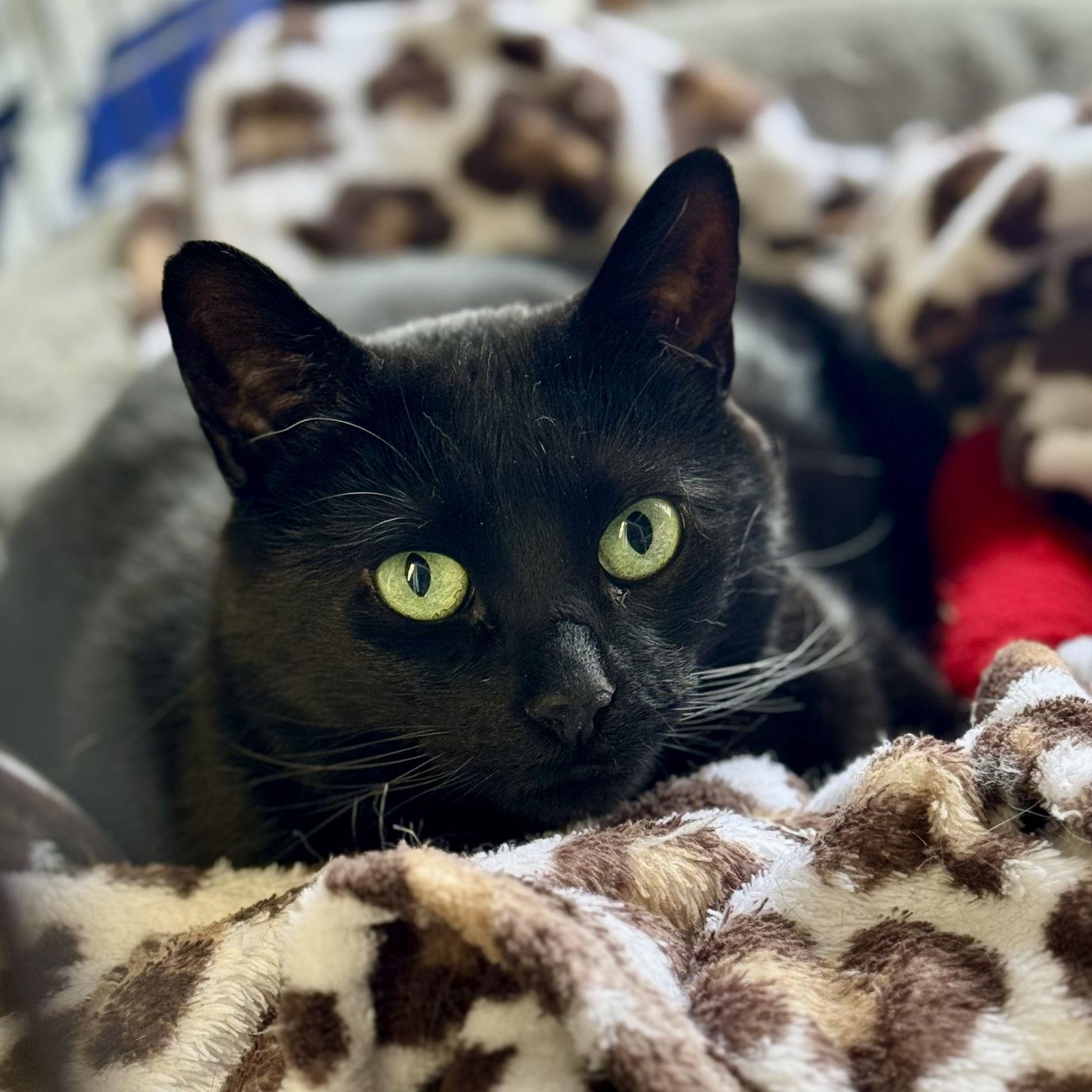 Enlarge Whiskers, a Adoptable Domestic Short Hair in Winchendon, MA image 3/3