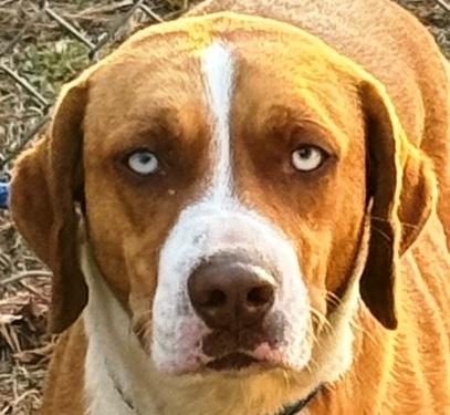 Enlarge Garland, beautiful blue eyed boy, gorgeous Bernese Mtn Dog mix, see videos!, a other mixed breed in Virginia Beach, VA image 3/5