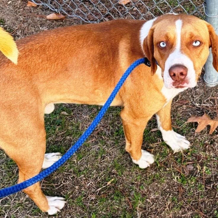 Enlarge Garland, beautiful blue eyed boy, gorgeous Bernese Mtn Dog mix, see videos!, a other mixed breed in Virginia Beach, VA image 2/5