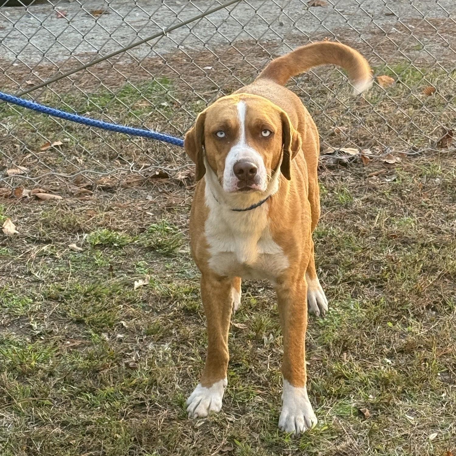 Enlarge Garland, beautiful blue eyed boy, gorgeous Bernese Mtn Dog mix, see videos!, a other mixed breed in Virginia Beach, VA image 1/5
