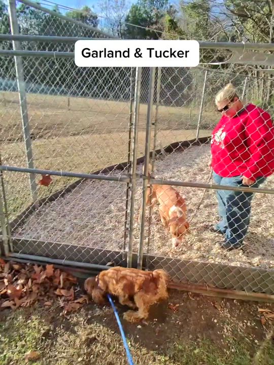 Enlarge Garland, beautiful blue eyed boy, gorgeous Bernese Mtn Dog mix, see videos!, a other mixed breed in Virginia Beach, VA video 4/5