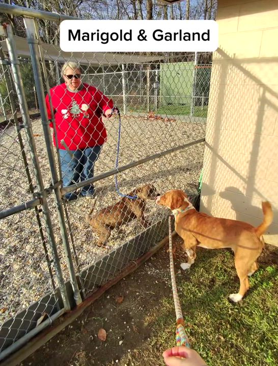 Enlarge Garland, beautiful blue eyed boy, gorgeous Bernese Mtn Dog mix, see videos!, a other mixed breed in Virginia Beach, VA video 5/5