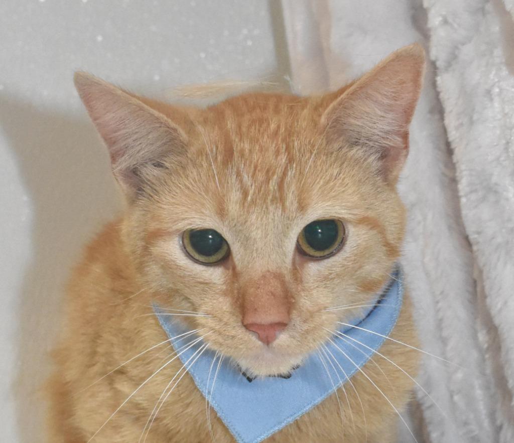 Tyson, a Adoptable mixed breed in Springfield, OH image 2/3