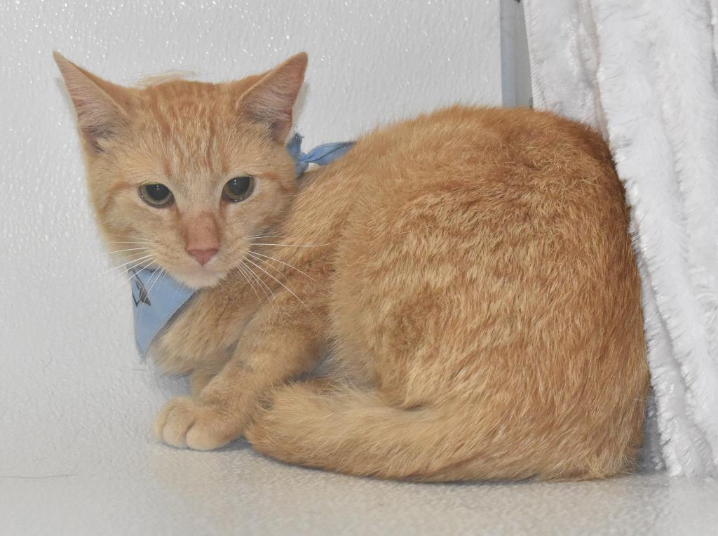 Tyson, a Adoptable mixed breed in Springfield, OH image 3/3