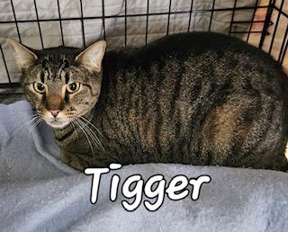 Enlarge Tigger, a ADOPTABLE Domestic Short Hair in Middletown, CT image 1/4