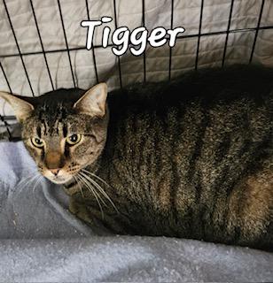 Enlarge Tigger, a ADOPTABLE Domestic Short Hair in Middletown, CT image 2/4