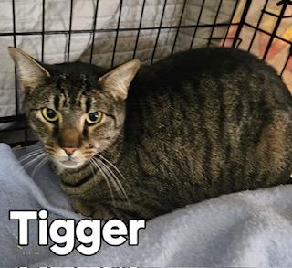 Enlarge Tigger, a ADOPTABLE Domestic Short Hair in Middletown, CT image 3/4