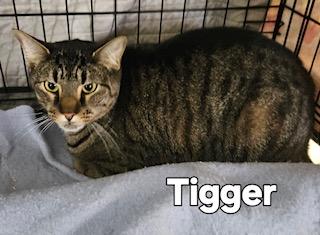 Enlarge Tigger, a ADOPTABLE Domestic Short Hair in Middletown, CT image 4/4