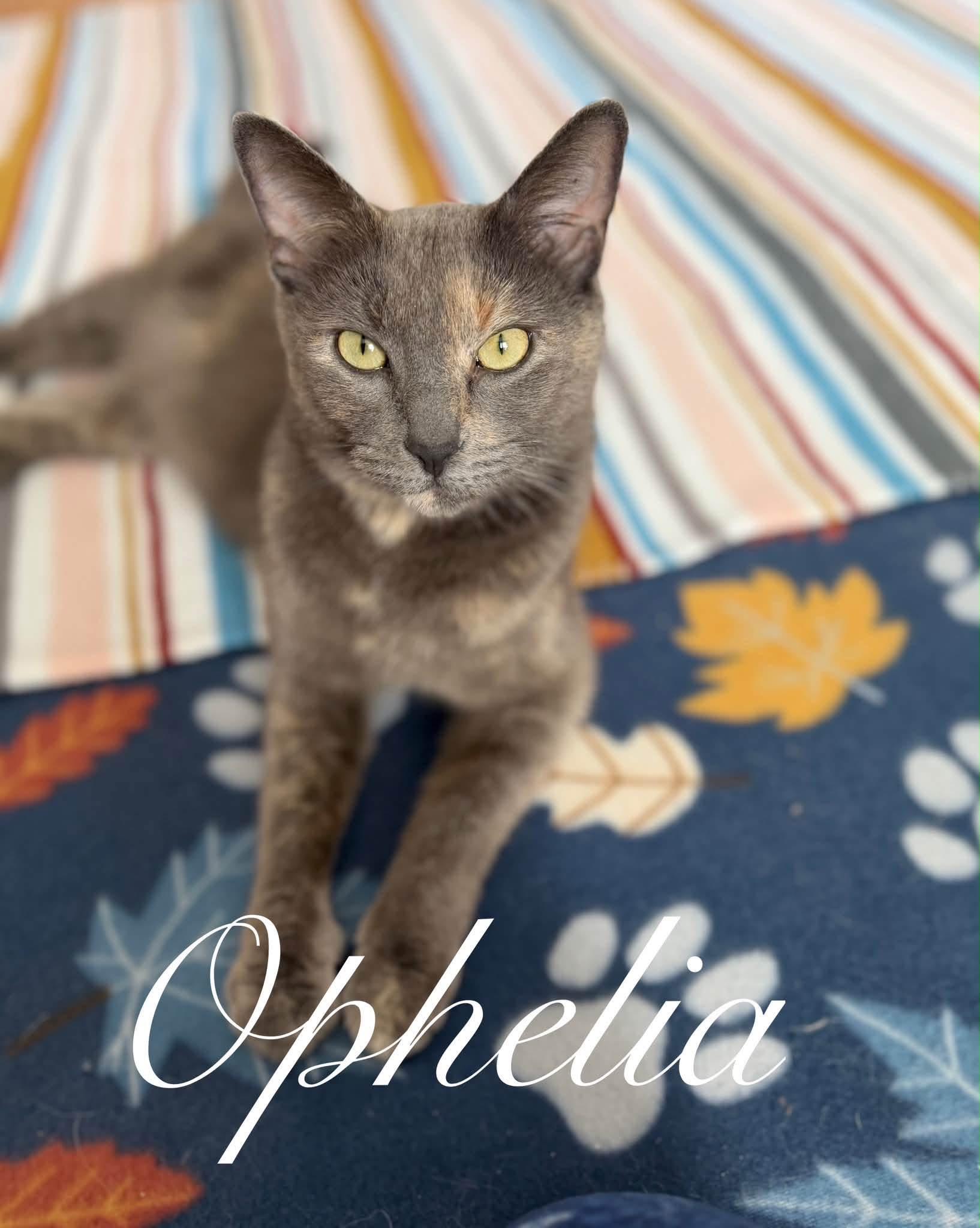 Ophelia , adopted, Adult Female Dilute Calico.