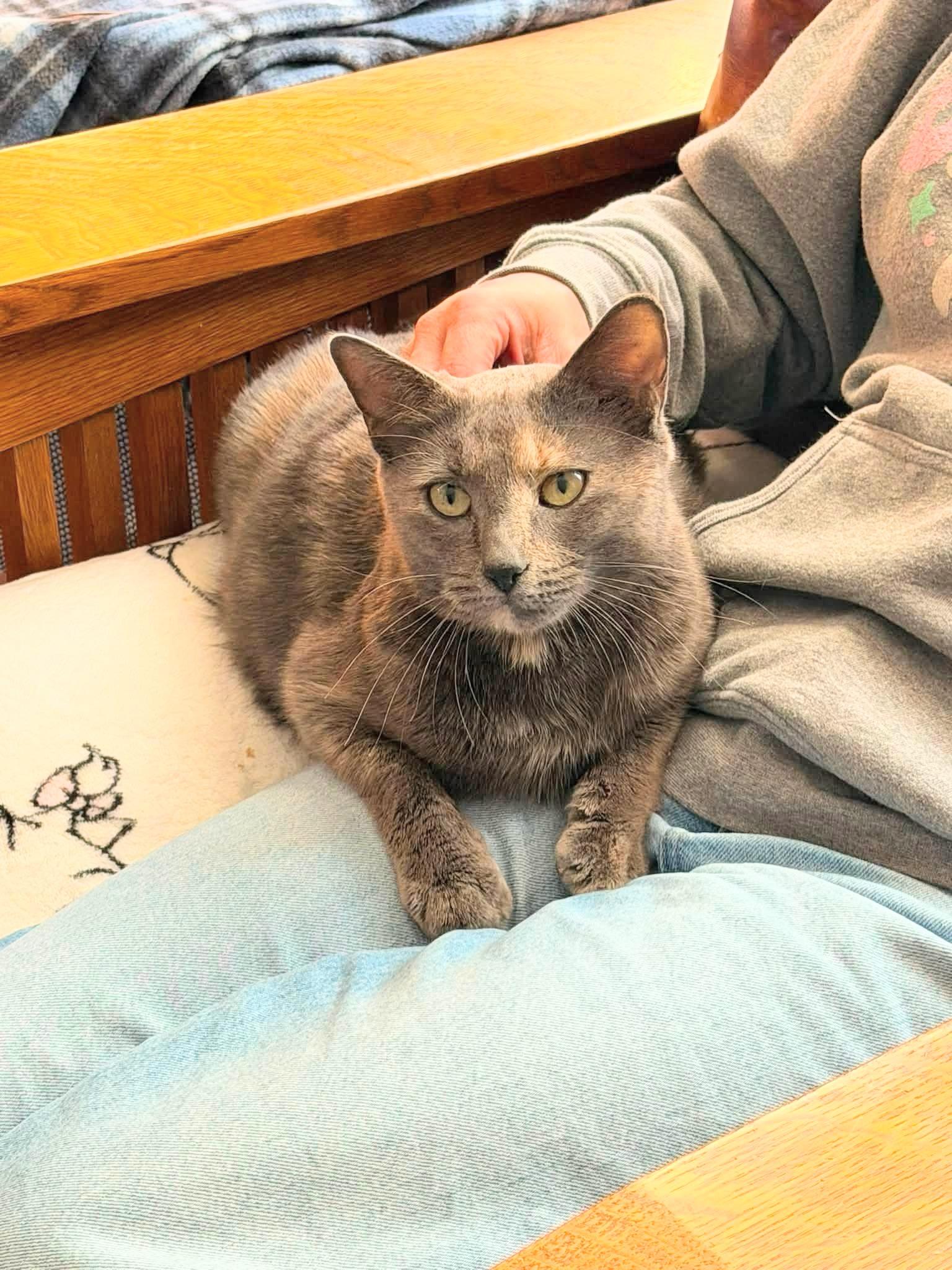 Ophelia , an adopted Dilute Calico in Enfield, CT image 3/3