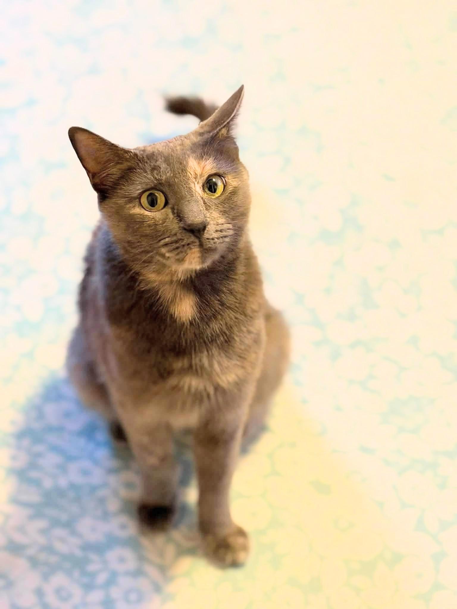 Ophelia , an adopted Dilute Calico in Enfield, CT image 2/3