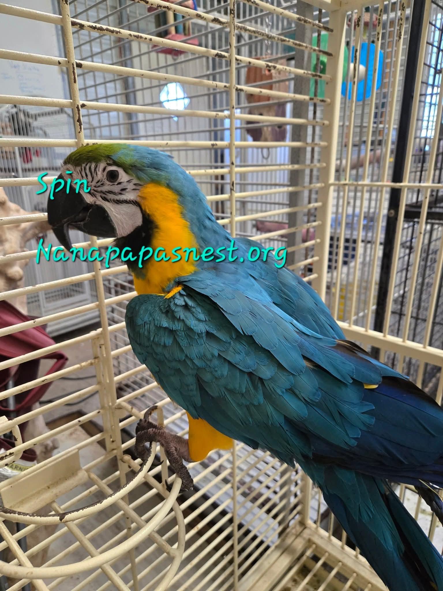 Spin, Adoptable, Adult Male Macaw.
